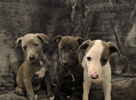Beautiful Whippet puppies