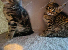 Kittens for sale