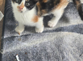 Kittens