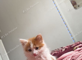8 weeks old kitten