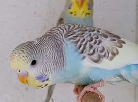 Baby Budgies