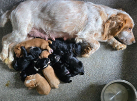 Cocker spaniel puppies for sale.