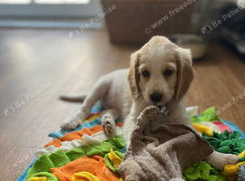 Male Cockapoo