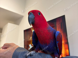 Baby super tame eclectus