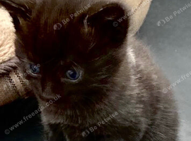 2 male kittens