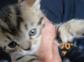 Half psrsian kittens
