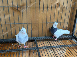 Hi everyone, I have a breeding pair of Iranian
