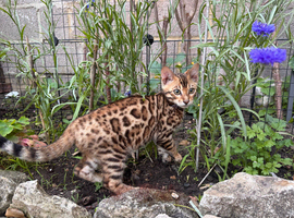 Beautiful Bengal kittens