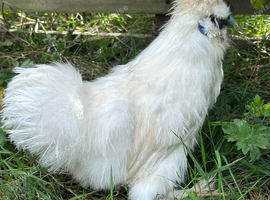 White silkie boy