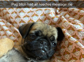Pug bitch
