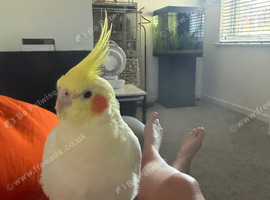 Cockatiel