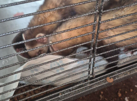 2 female ferrets