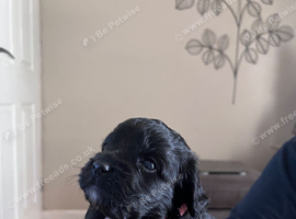 5 boys 2 girls looking for forever home