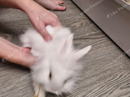 Baby rabbits