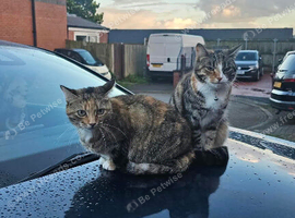 Rehoming cats