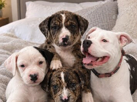 3 beautiful little girls left