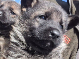 German shepherd