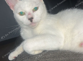 Adult cat