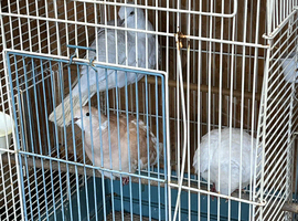 Pair of ring neck doves and baby