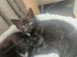Last black female kitten