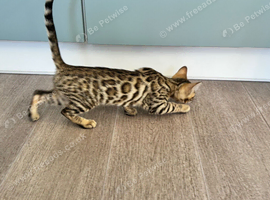 Beautiful registered pedigree bengal Kitten.