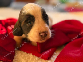 3 week Old Sprocker Spaniel Pups