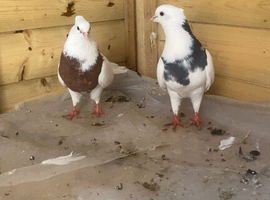Breeding pair