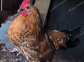 Sabelpoot gold bantam boy