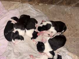 Border collie puppy&rsquo;s