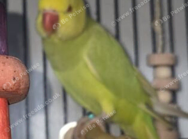 Ringneck