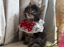 Main coon kittens ready for new home!