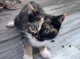 Ragdoll cross Norwegian forest kitten