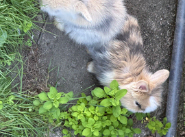Bunnies for sale