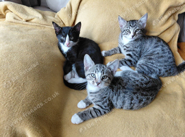 Half bengal kittens available