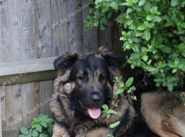 Stunning puppies ready to leave