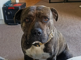 STUD! Brindle american bulldog