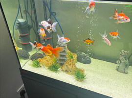 Oranda goldfish and tank set up