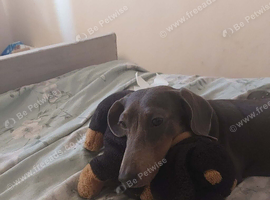 Blue miniature smooth haired dachshund