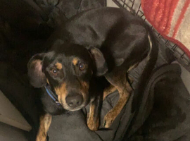 Rehoming