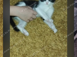 Little black and white kitten 9 weeks old