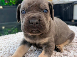 Cane corso pups