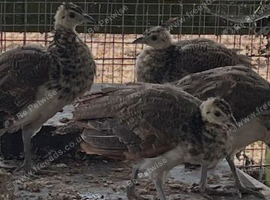 4 Indian blue babies