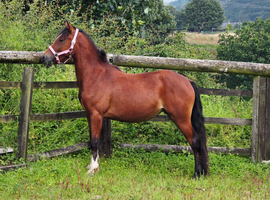 Registered Welsh Sec c