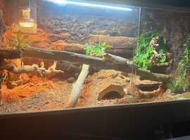 Male beardie and full set up