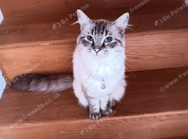 Neutered male Ragdoll for sale.