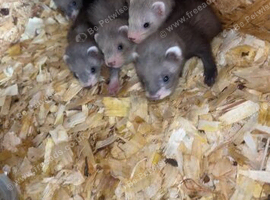 Ferret kits