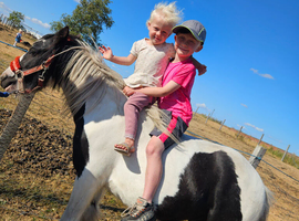 Woody 4 year old cob
