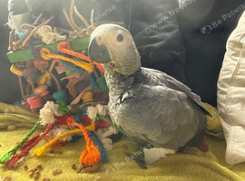 Baby African grey