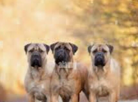 Wanted mastiff