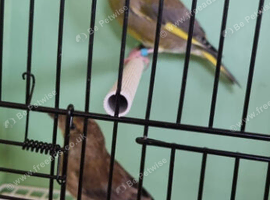 Pair of green finch
